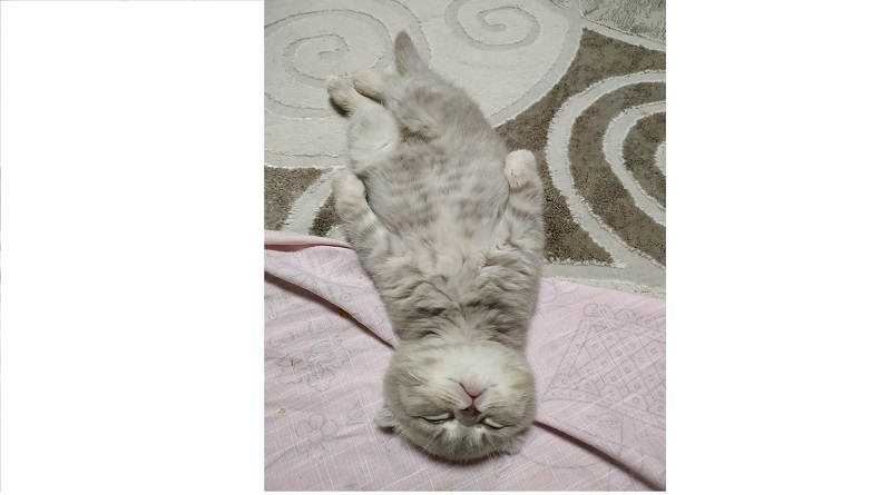 Çok yoruldu: Uyudu😀