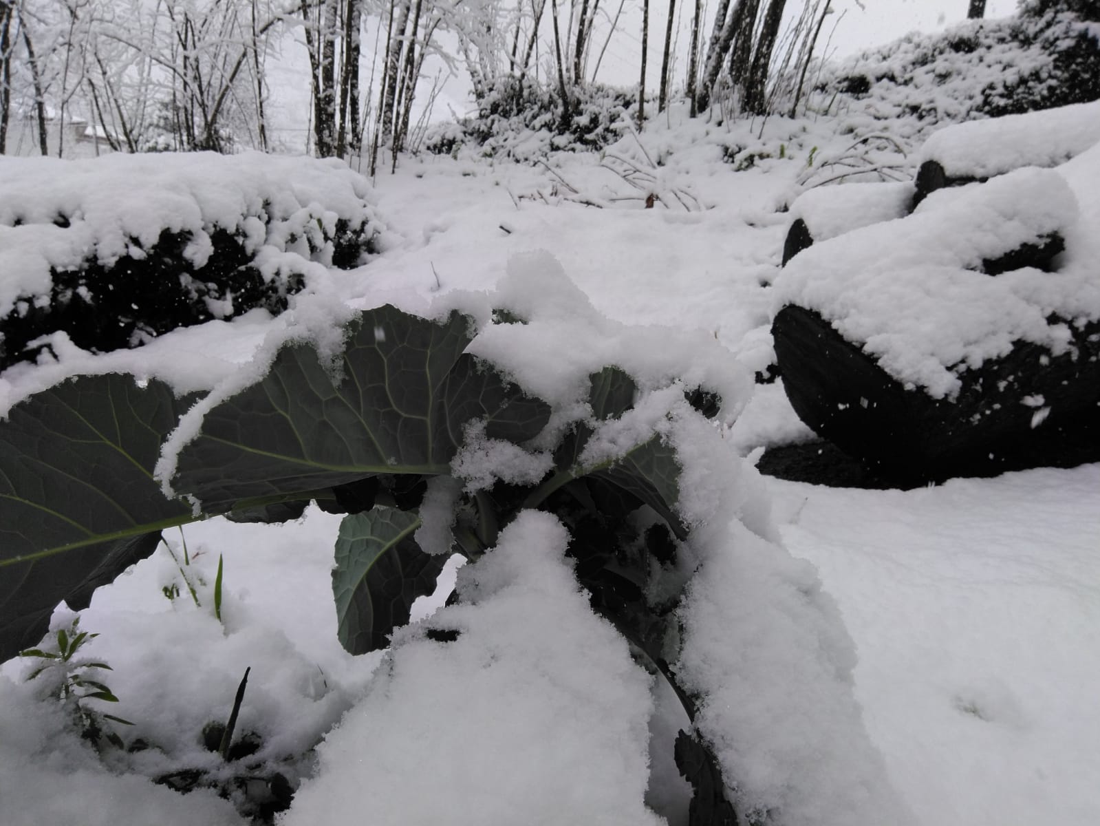 Karalahana ve mandalinalar kar altına kaldı (FOTO HABER)