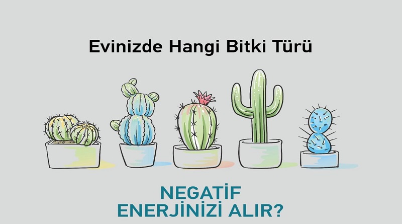 Bu bitki 'Ev ve iş yerindeki radyasyonu' alıyor!