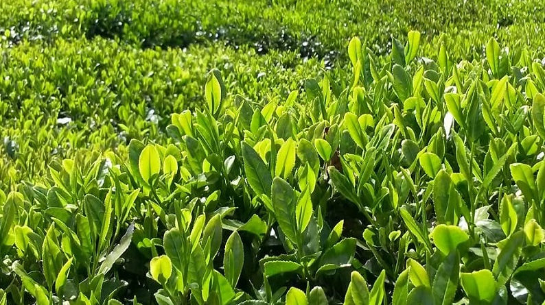İşte ÇAYKUR'un il il alacağı işçi sayısı!