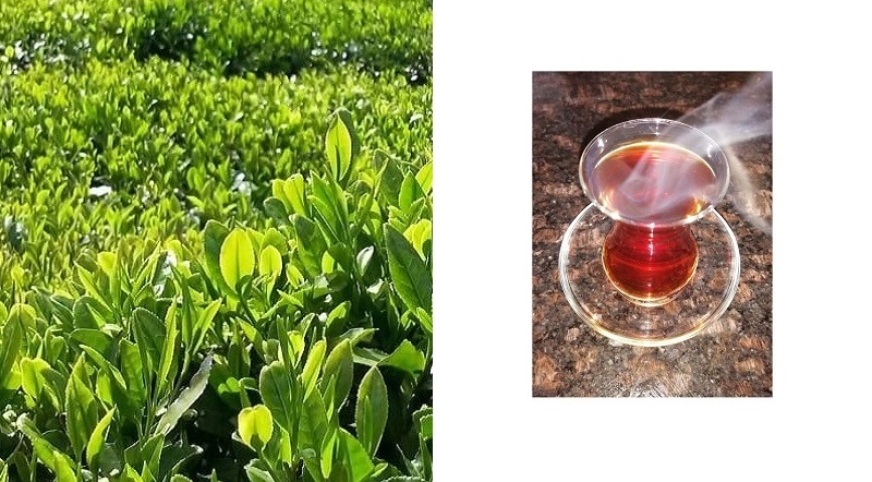 Çay sağlıktır: İşte ÇAY'ın bahçeden bardağa üretim süreci... (FOTO HABER)
