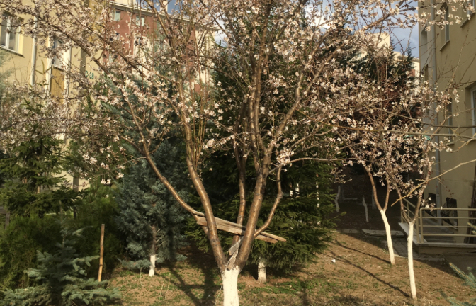 Ankara’da durum bu: Çiçekler açmaya başkadı