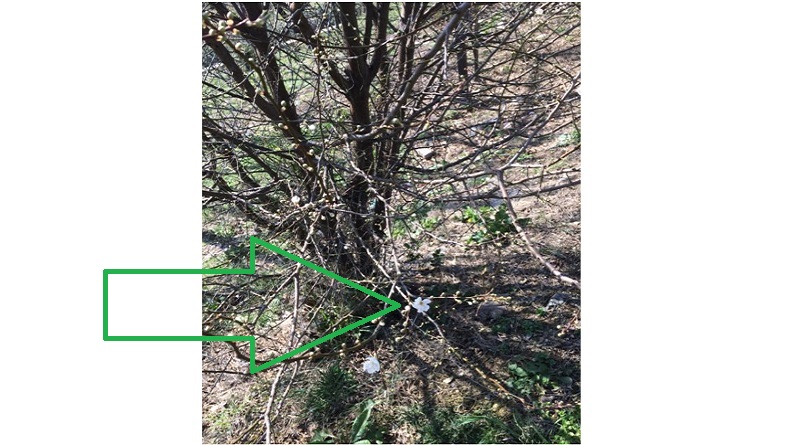 Burası İSTANBUL: Cemre düştü 'Çiçekler' açmaya başladı...