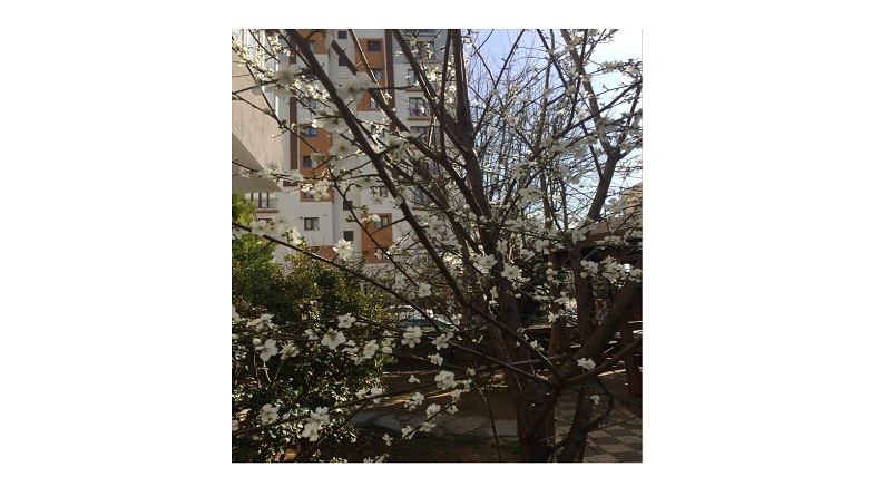 İstanbul'a bahar geldi gibi!
