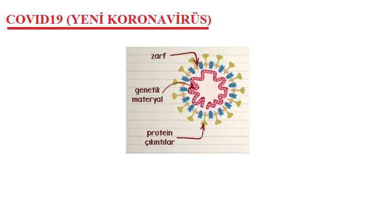 Biliyor musunuz, Koronavirüs'e niye 'Koronavirüs' deniyor?