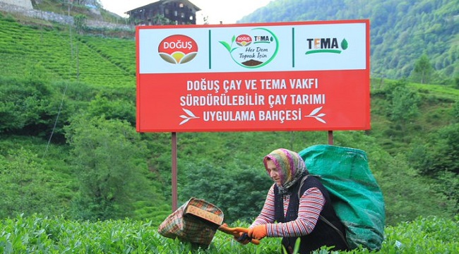 Çayda yüzde 15-35 arası verim artışı sağladılar!
