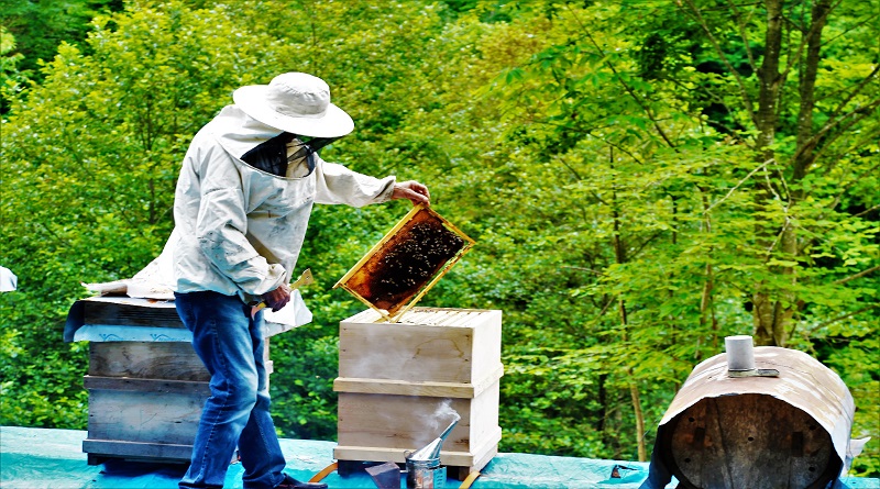Bal Ormanları'nı gördünüz mü?