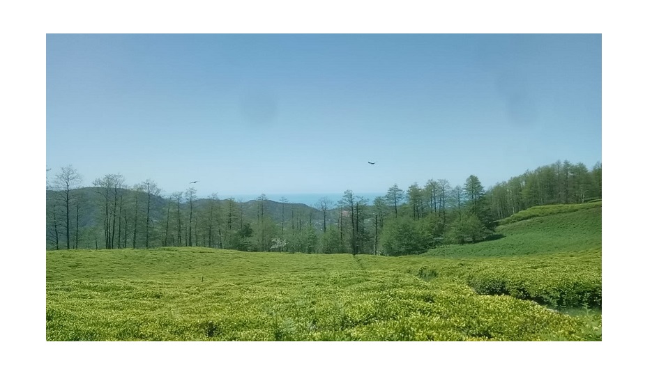 Çay üreticisine kolaylık