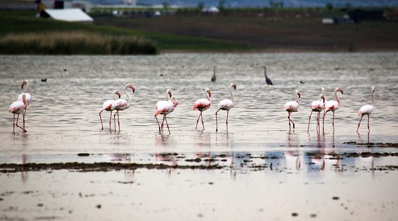 Flamingolardan Gölbaşı sularında görsel şölen