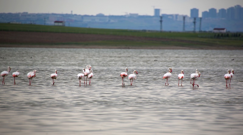 Flamingolar Gölbaşı - Ankara'da!
