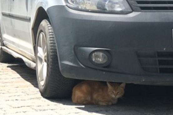 Havalar çok sıcak: Aman arabaların altına...