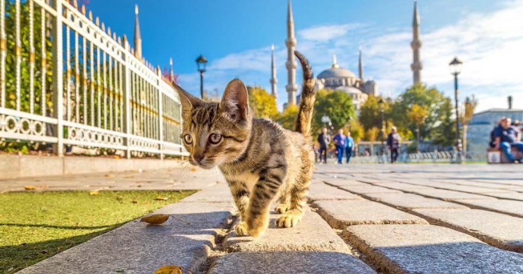 ‘Dünya Kediler Günü’