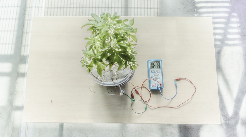 Bitkiler büyürken elektrik üretilebilecek
