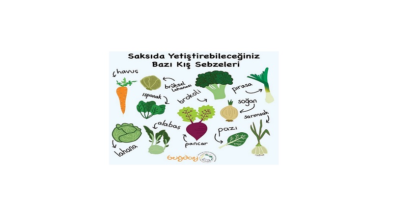 TÜKETİCİLER: Saksıda yetiştirebileceğiniz Kış Sebzelerini biliyor musunuz?