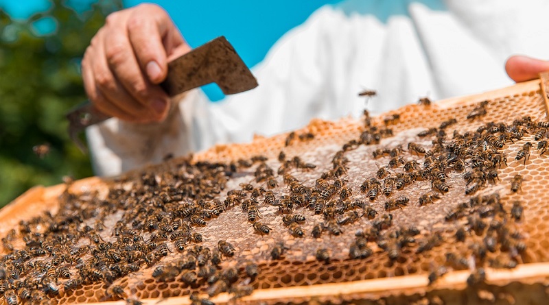 Boş kalan arı kovanları bal fiyatlarına yansıdı