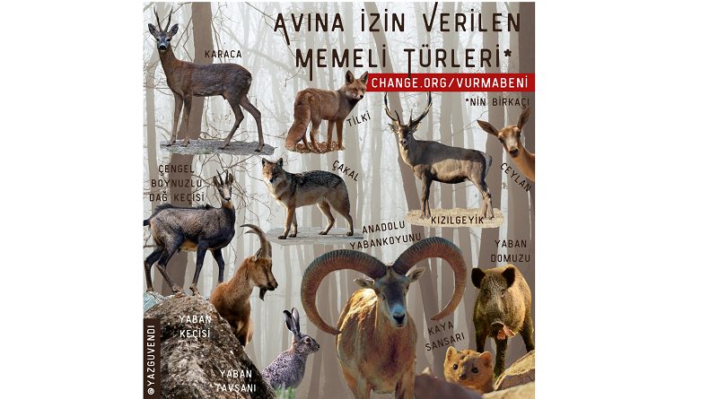 Hayvanları Koruma Günü'nde 230 STK'dan Ortak Çağrı: Avcılık Yasaklansın