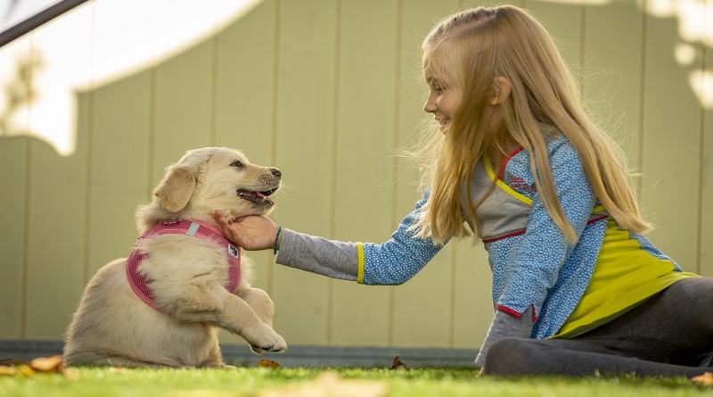 Hangi tasma modeli sevimli dostumuz için daha sağlıklı?