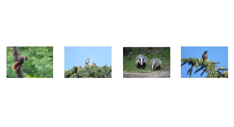 Türkiye'de ormanlarda kaç hayvan ve bitki türü yaşıyor, biliyor musunuz?