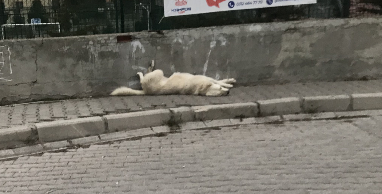 Günün fotoğrafı - Hava sıcak olunca...