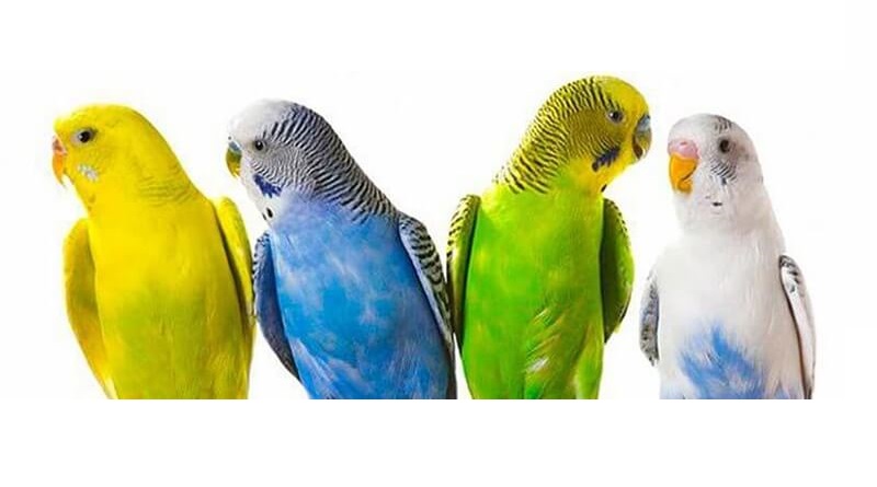 Evlerde Beslenen Kuşlar Alerjik Reaksiyona Neden Olabilir