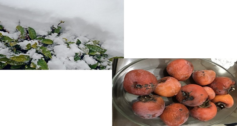 Karda olsa Karadeniz'in 2 vazgeçilmezi: ÇAY ve HURMA