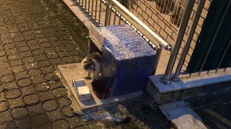 Esila yaptı... Sokak hayvanlarını unutmayalım!