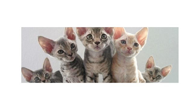 Alerji Yapmayan Kedi Var Mıdır?