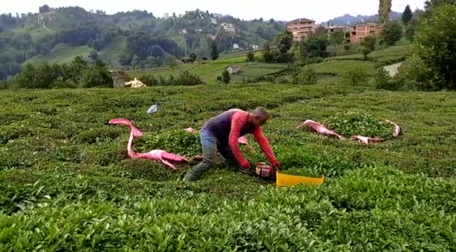 Motorla Çay nasıl toplanıyor?