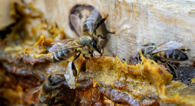 İftarda ve Sahurda Propolis Tüketerek Ramazan’ı Sağlıkla Geçirin