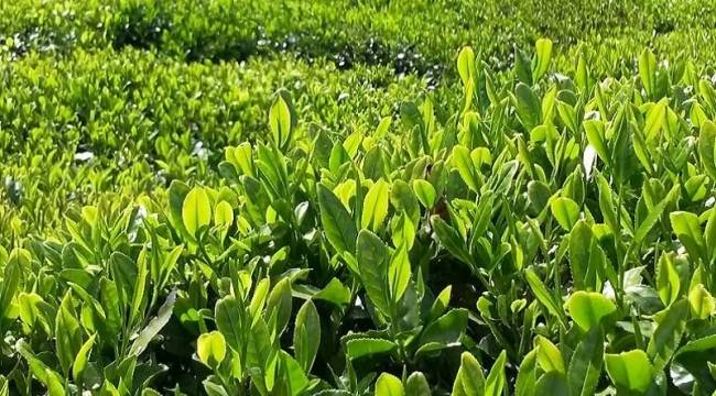 Çay, Bakliyat, Buğday Alım Fiyatları Açıklandı - AYRINTILAR!