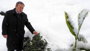 Çaykur Genel Müdürü Alim - Karın çaya faydasını açıkladı!