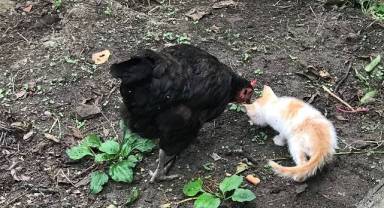 Annesiz kalan yavru kediye tavuklar sahip çıktı - FOTO HABER!