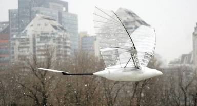 Kanatlarını çırparak uçan hava aracı üretildi!