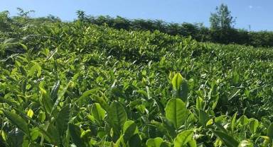 2025 yılı yaş çay alım fiyatı ...