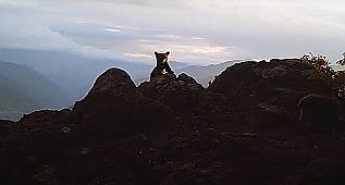 Ayı ve yavruları - ARTVİN!