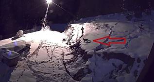 Çakal - Köpeğin kemikleri taşıyor ve köpek ortalarda yok... (Video 2)