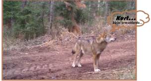 Kurt - Ulumasıyla meydan okuyor... Doğal yaşamın içinden