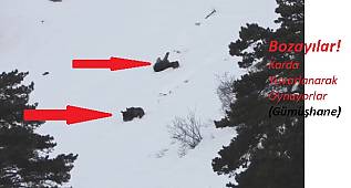 Ayılar nasıl oynar? Gümüşhane...