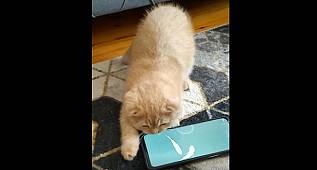 Yavru kedinin balıkla sınavı!