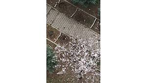 Başkent Ankara 'Kar - Güneş ve baharı'' aynı anda yaşıyor!