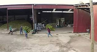 Defne yaprağından yakıt üretti - Örnek kadın girişimci!