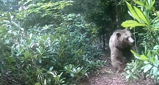 Yayla evlerini kırıp döken AYI sonunda ortaya çıktı - Trabzon