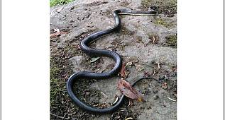 Yılan ÇAY bahçesine girerken görüntülendi! 