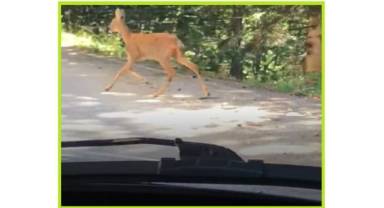 Dikkat - CEYLAN çıkabilir - Uzungöl!