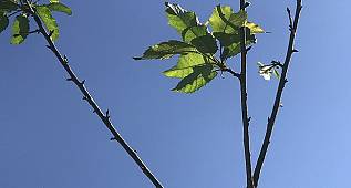 Ekim ayında kiraz çiçek açtı - Trabzon!