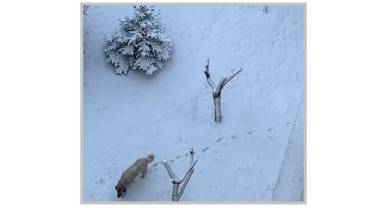 KAR - Ankara'yı beyaza bürüdü!