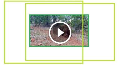 'Vaşak - Ayı - Kurt' - Doğal yaşam...