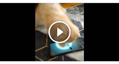 Kedi yavrusu ve balık